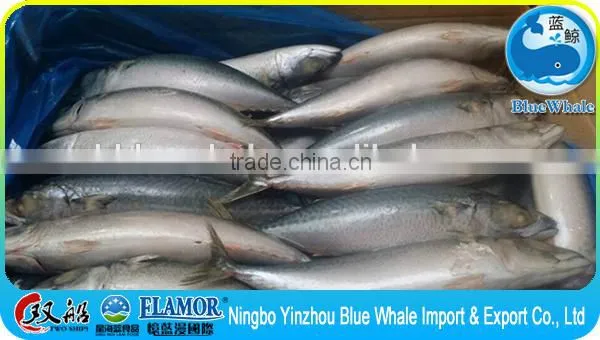 Best Quality Fresh Scomber Japonicus Mackerel photo-5