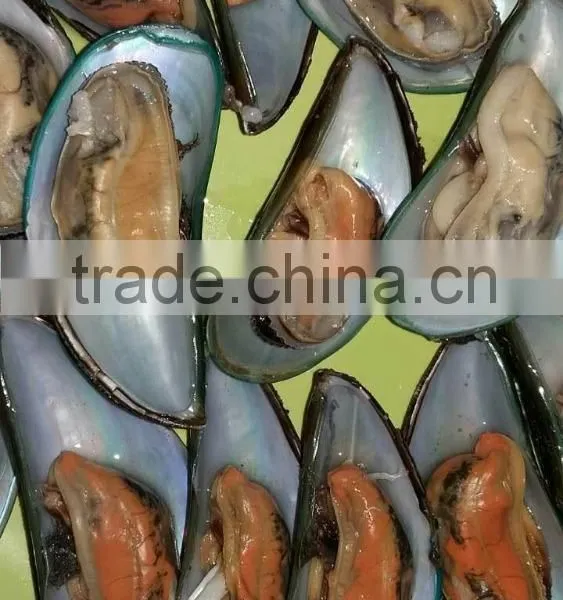 Frozen Green Mussel photo-2