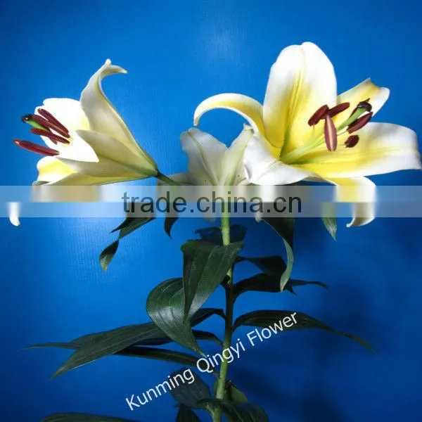 Kunming Qingyi Fresh Cut Flowers Multicolor Oriental Hybrid Lily Blooming Lily photo-2