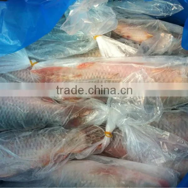 Frozen Carp Fish photo-2