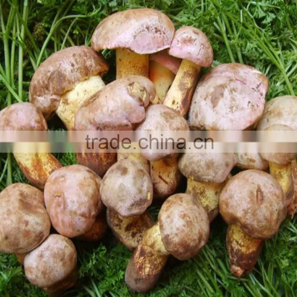 Polish Wild Dried King Bolete Mushrooms photo-2