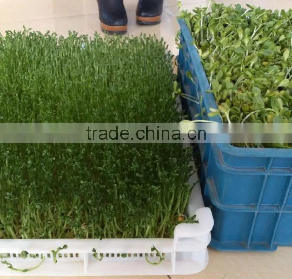 Automatic 100kg/day Barley Sprouting Machine photo-6