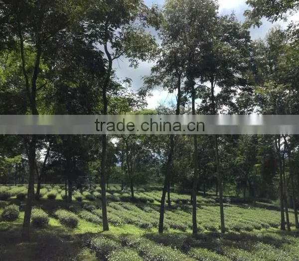 Vietnamese High Quality GREEN TEA photo-6