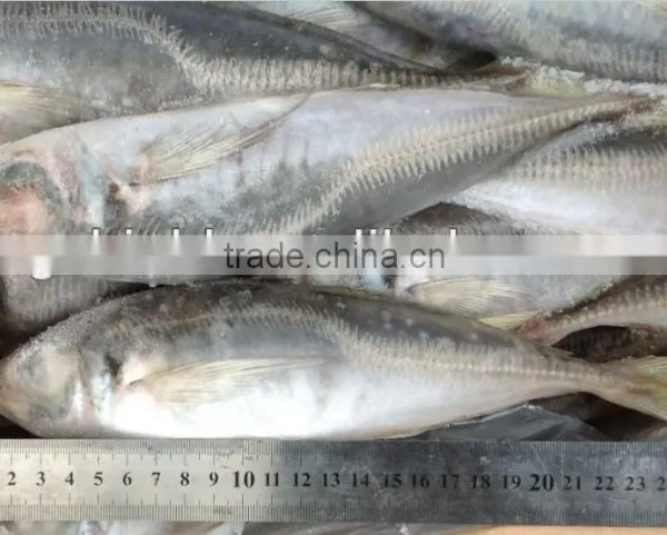 Frozen Whole Round Fish Horse Mackerel 22-25cm for Sale photo-2