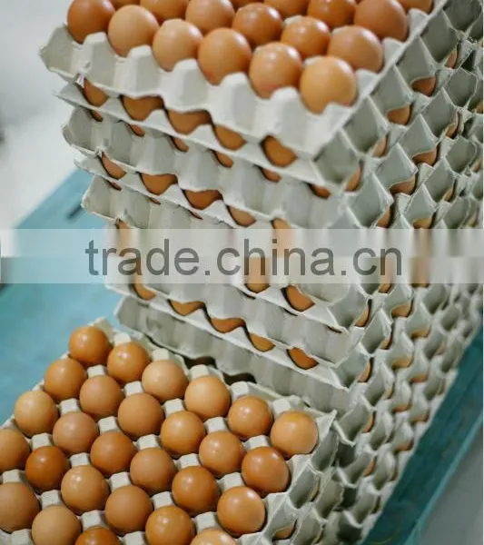 Paper Puld Egg Tray of 30 Cells photo-5