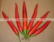 Fresh Quality Hot Pepper