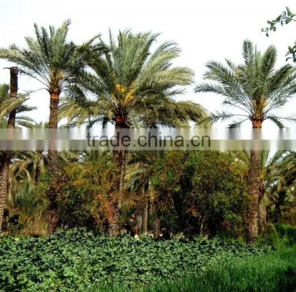 Organic Branched Dates Deglet Nour, Organic Branched Deglet Nour 2 Kg Carton, Deglet Noor Dates. photo-5