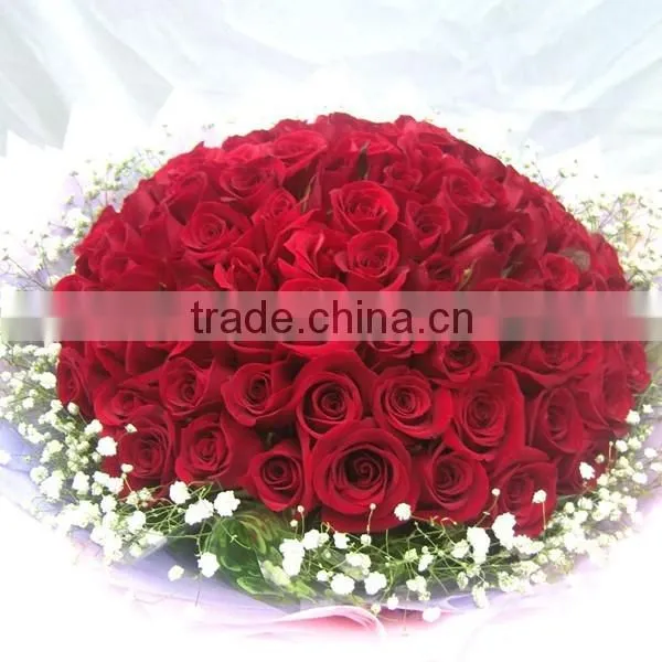 Supply High Quality Fresh Cut Flower Red Rose photo-4