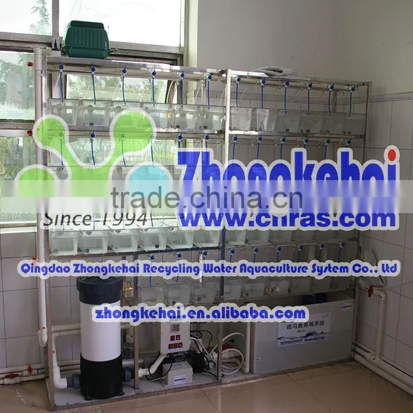 Zebra Fish and Amphioxus for Aquaculture System photo-3