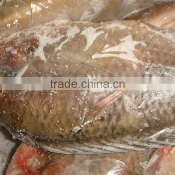 Frozen Whole Round Tilapia photo-5