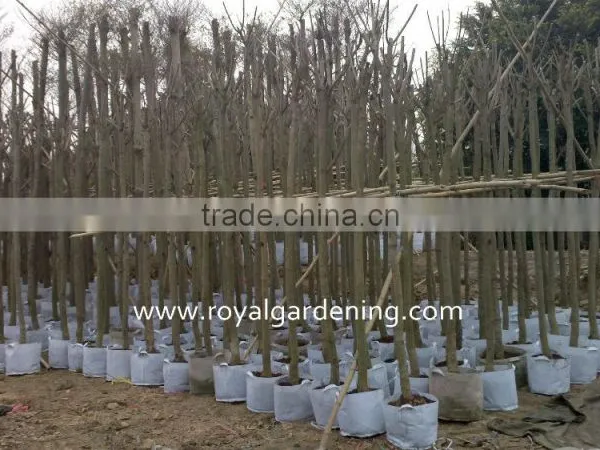 Jacaranda Mimosifolia Landscaping Tree for Tropical Climate photo-3