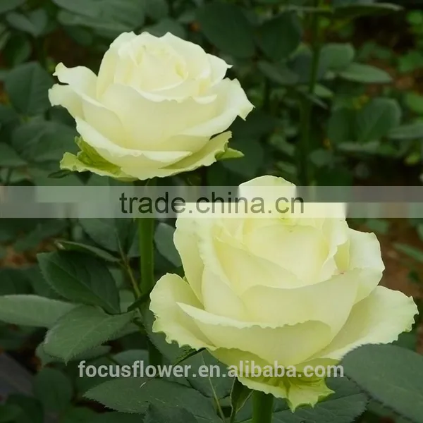 Hot Selling Fresh Black Roses in Delhi Fresh Flowers From China photo-4