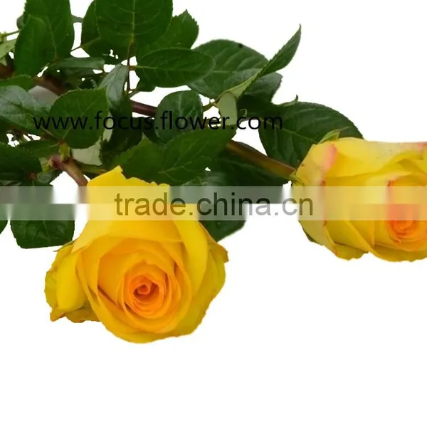 Promotional Ecuador Rose Yunnan Fresh Cut Roses Flowers Black Rose Bushes for Sale photo-2
