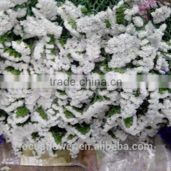 Ornamental Plants Myosotis Cut Flowers Statice From Yunnan photo-5