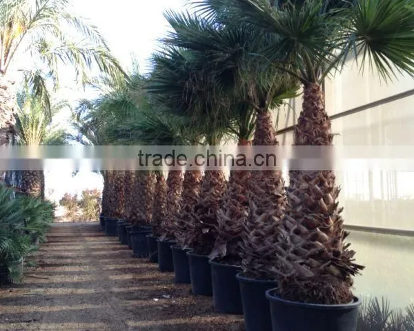 Washingtonia Robusta "Mexican Fan Palm" photo-6