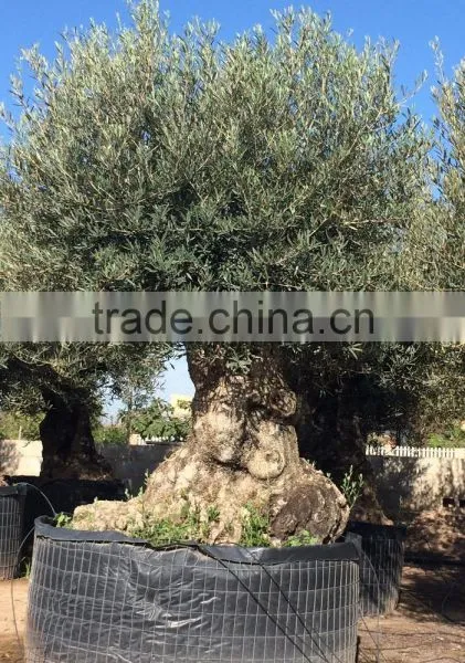 Bonsai Olive Tree Extra Large photo-5