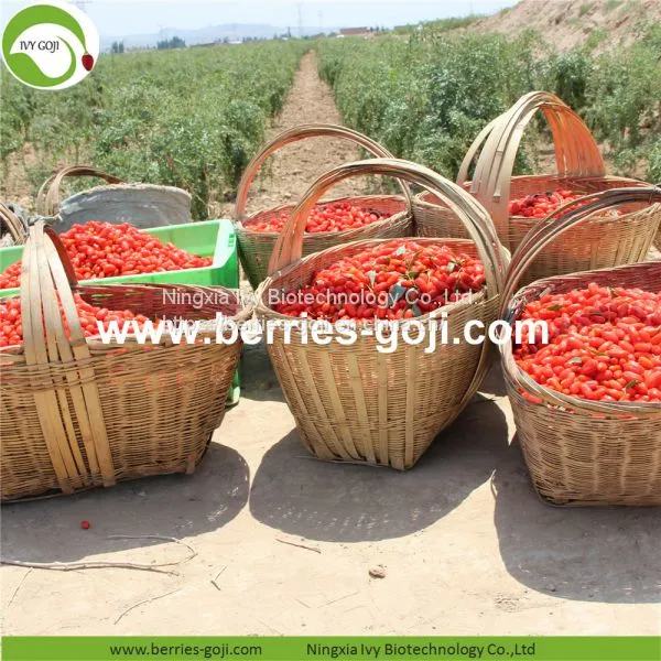 Factory For Sale Dried Conventional Goji Berry photo-2