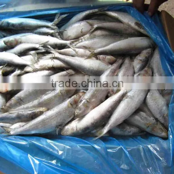 Frozen Sardine Fish Canned Sardine Sardinella Longiceps From Pacific Ocean photo-2