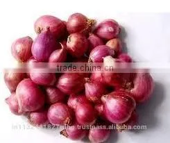 Shallot Exporters/Small Onion Exporters photo-2