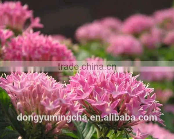 GMP Manufacture Supply High Quality Rhodiola Rosea Extract 3% 5% Rosavins for Supplement for Capsule photo-2