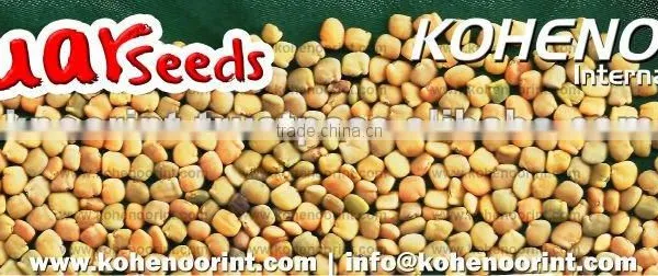 Guar Gum Seeds