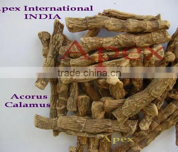 Buch/Acorus Calamus / Calamus Root photo-5