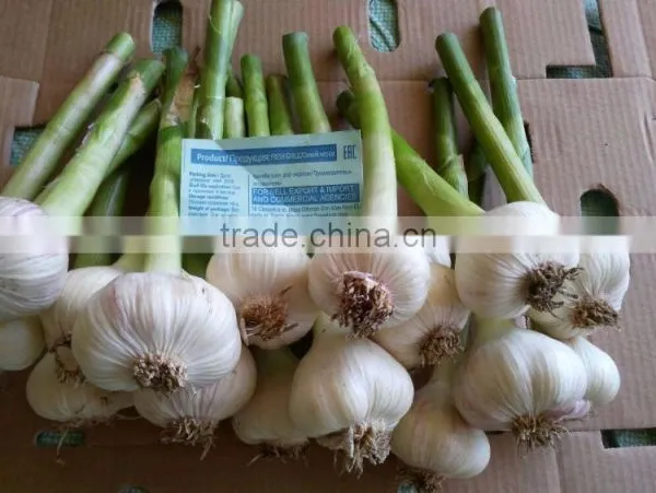 Garlic Type and Fresh Style Fresh White Garlic 2017 photo-4