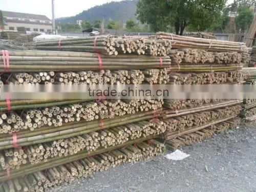 Bamboo Poles photo-3