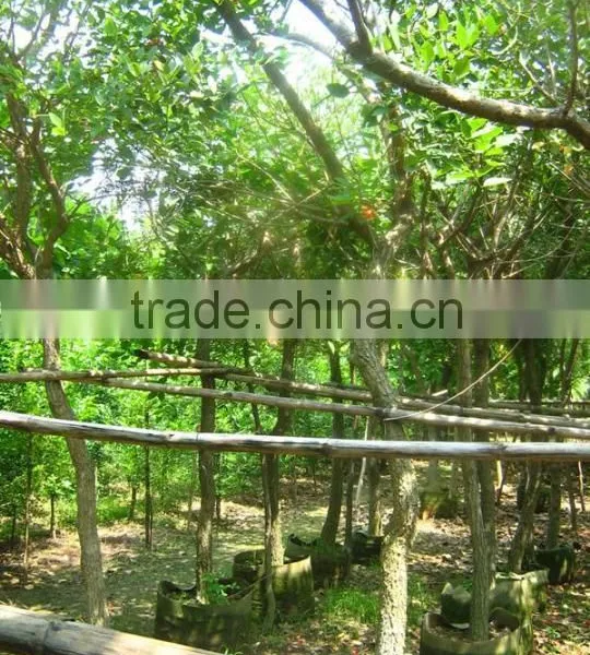 Erythrina Crista-galliLinn. photo-2