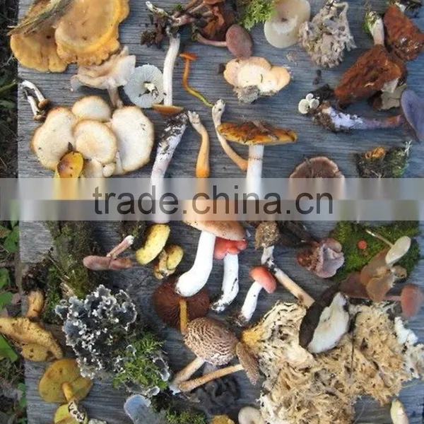Shanghai Detan Affordable Dried Morel Mushrooms photo-3