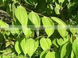 CINNAMON BARK OIL 40% photo-5