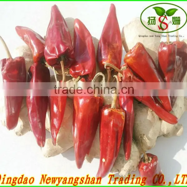 (HOT) TOMATO/TOMATOES/RED TOMATO photo-4