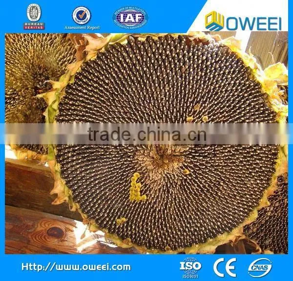 Best Quality Sunflower Seed Shell Removing Machine photo-5