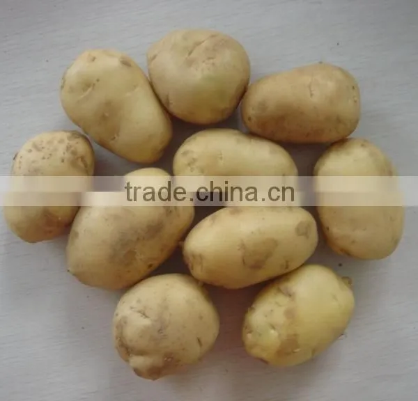 2015 Potato With Good Price photo-4