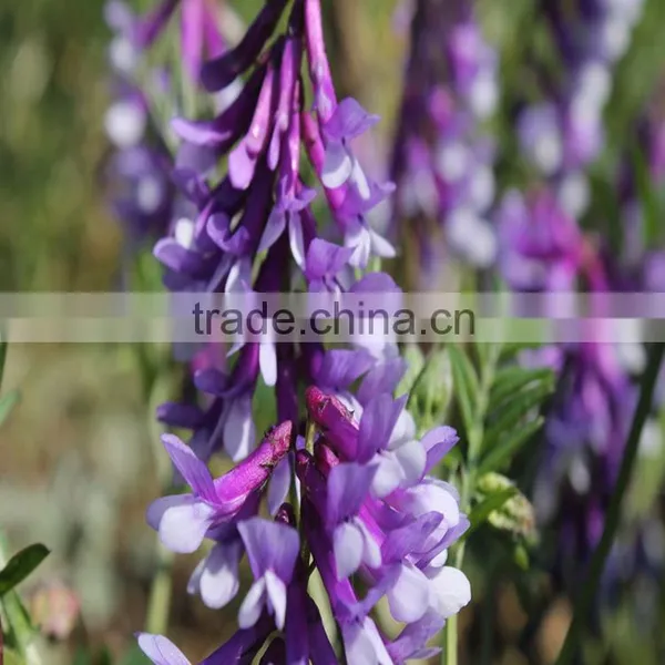 High Yield Forage Seeds for Sale From Denmark