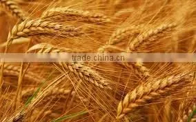 Soft milling wheat