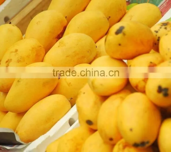 Best Quality Fresh Mango photo-3