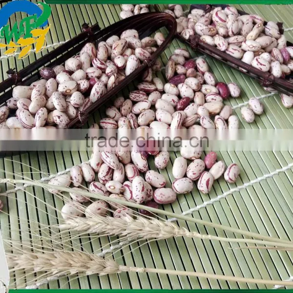 2015 Chinese Light Speckled Kidney Beans American Round for Europ photo-3