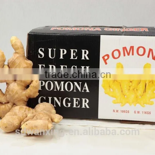 CHINESE FRESH GINGER photo-3