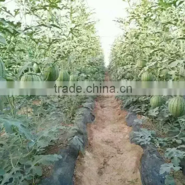 Hybrid F1 Red Yellow Flesh Rainbow Melon Treasure Seeds High Grade Gift Watermelon Seeds for Planting photo-5