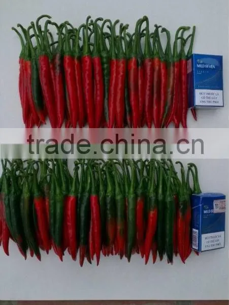Fresh Red Chili (0084948425455 VIBER, WHATSAPP/SKYPE: VISIMEX05) photo-5