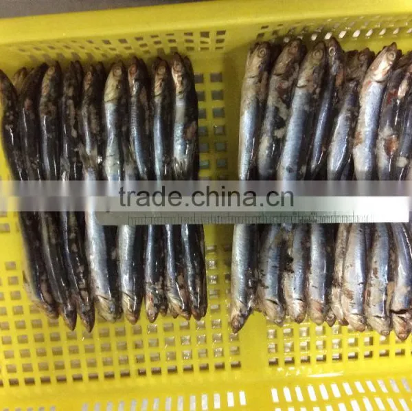 New Landing Sea Frozen Anchovy photo-2