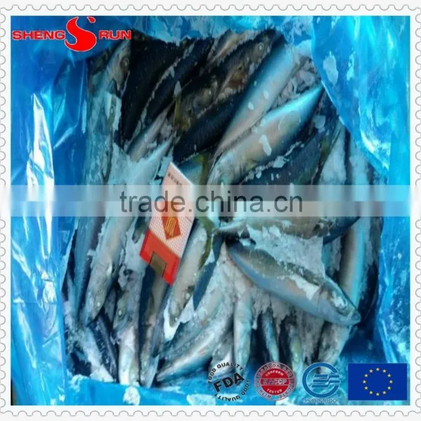 Grade A Frozen Pacific Mackerel photo-3
