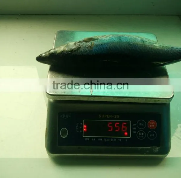 Best Price Frozen Atlantic Mackerel for Wholesale photo-2