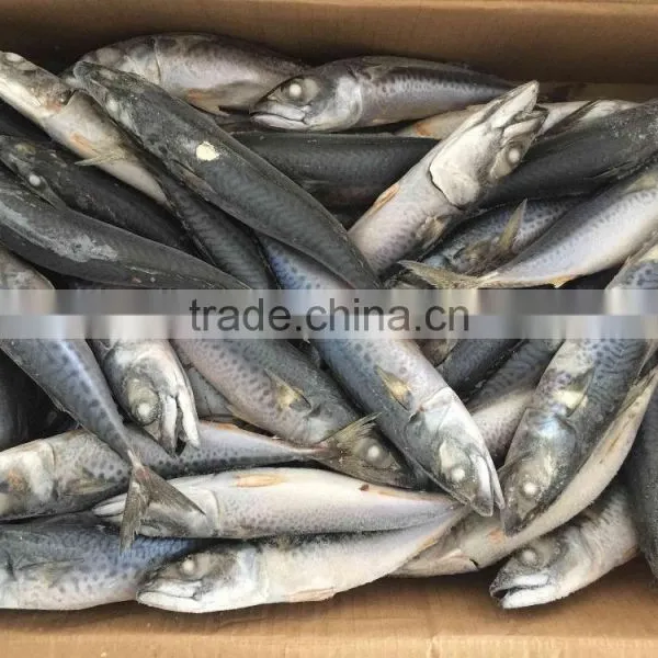 New Arriving Frozen Pacific Mackerel Ice Fish photo-3