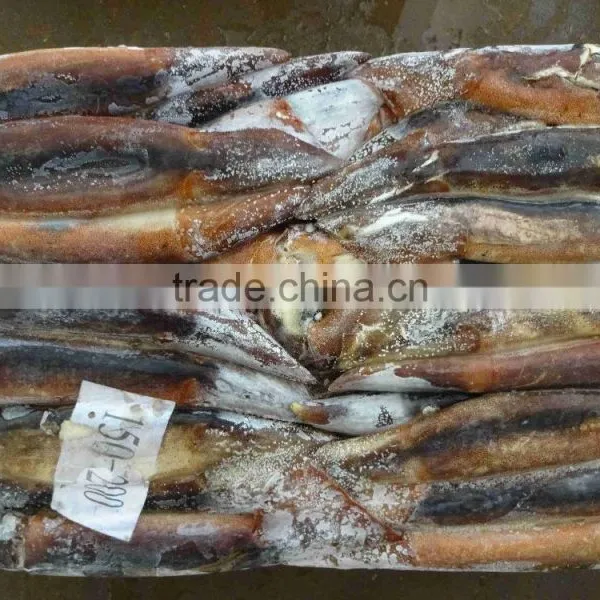New Arrival Frozen Squid Chocolate Illex Argentina Squid