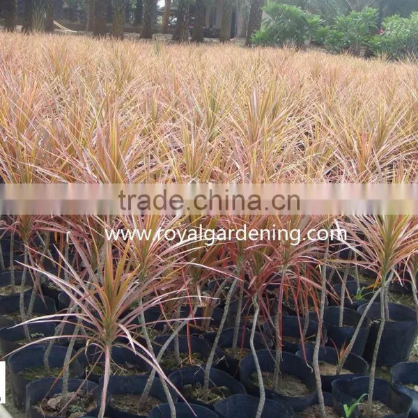 Dracaena Marginata (Madagascar Dragon Tree, Red Edge Dracaena) photo-2