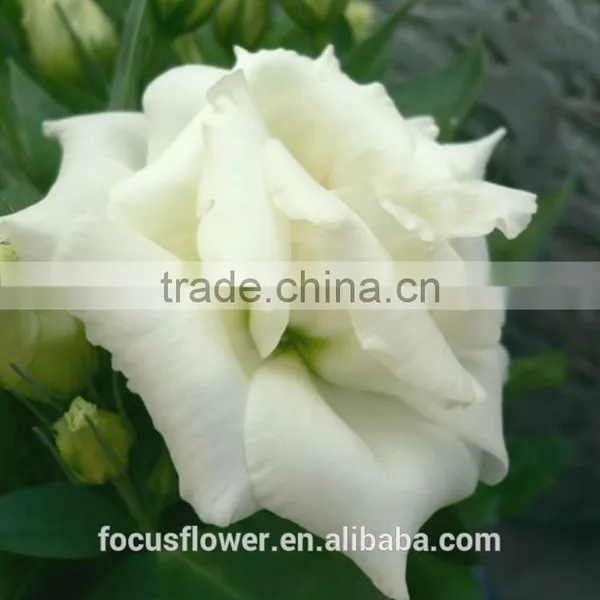Colorful Fresh Cut Eustoma Flowers Fresh Flowers From China photo-4