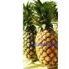 Sell Pineapples--Direct Origin