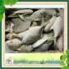 Frozen Golden Pomfret Fish